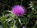 Milk Thistle P.E